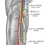 brachial artery
